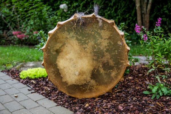 Aļņa ādas bunga ar rezonatoriem